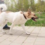 爱犬走路变慢？当心关节僵硬找上门