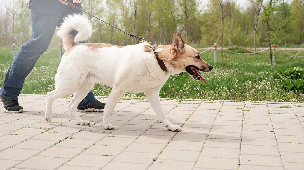 爱犬走路变慢？当心关节僵硬找上门
