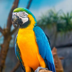 养只鹦鹉放飞？需先好好培养感情