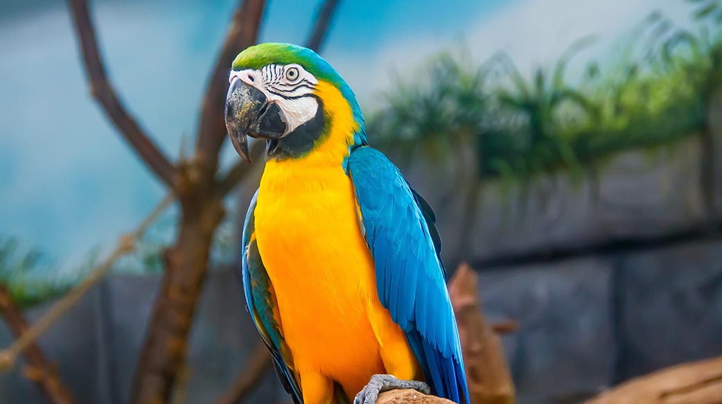 养只鹦鹉放飞？需先好好培养感情