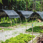 《兔子效应》：原来“善良”比医药更能延年益寿