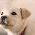 新手爸妈必看：幼犬成长里程碑全指南