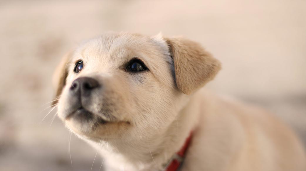 新手爸妈必看：幼犬成长里程碑全指南