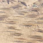 药物污染已成为全球生物多样性面临的重大威胁