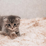如何判断小猫咪是否生病了？