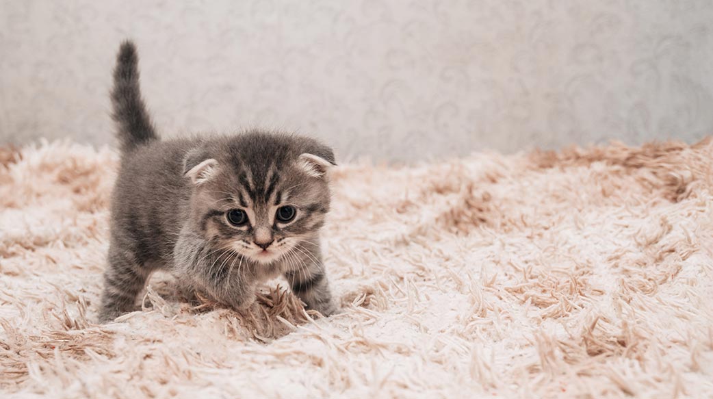 如何判断小猫咪是否生病了？