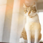 在东亚，猫比狗更受欢迎