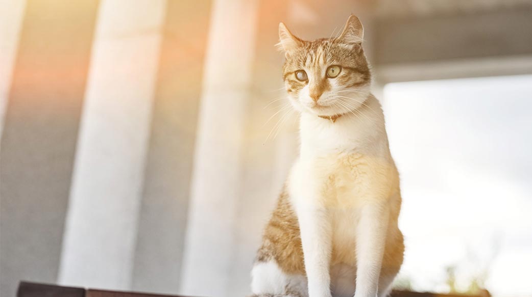 在东亚，猫比狗更受欢迎