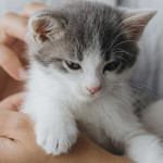 保持小猫咪健康的秘诀