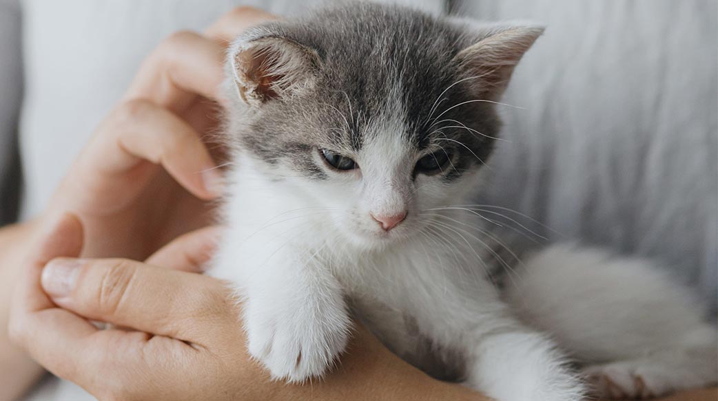 保持小猫咪健康的秘诀