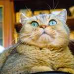 胖猫咪七大健康风险解析