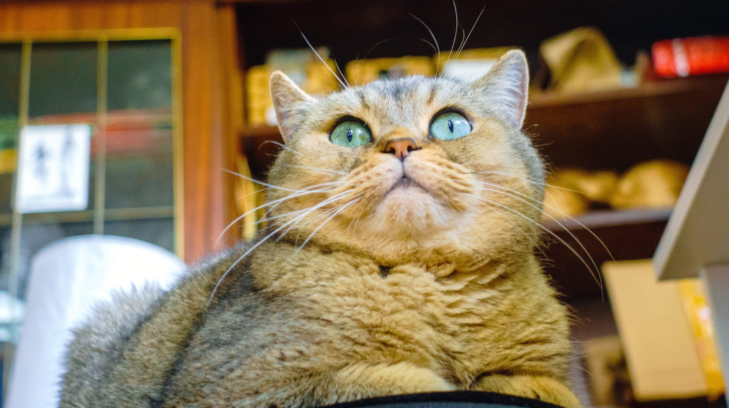 胖猫咪七大健康风险解析